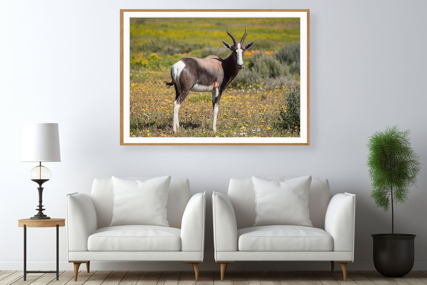 Bontebok