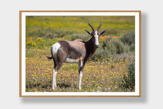 Bontebok
