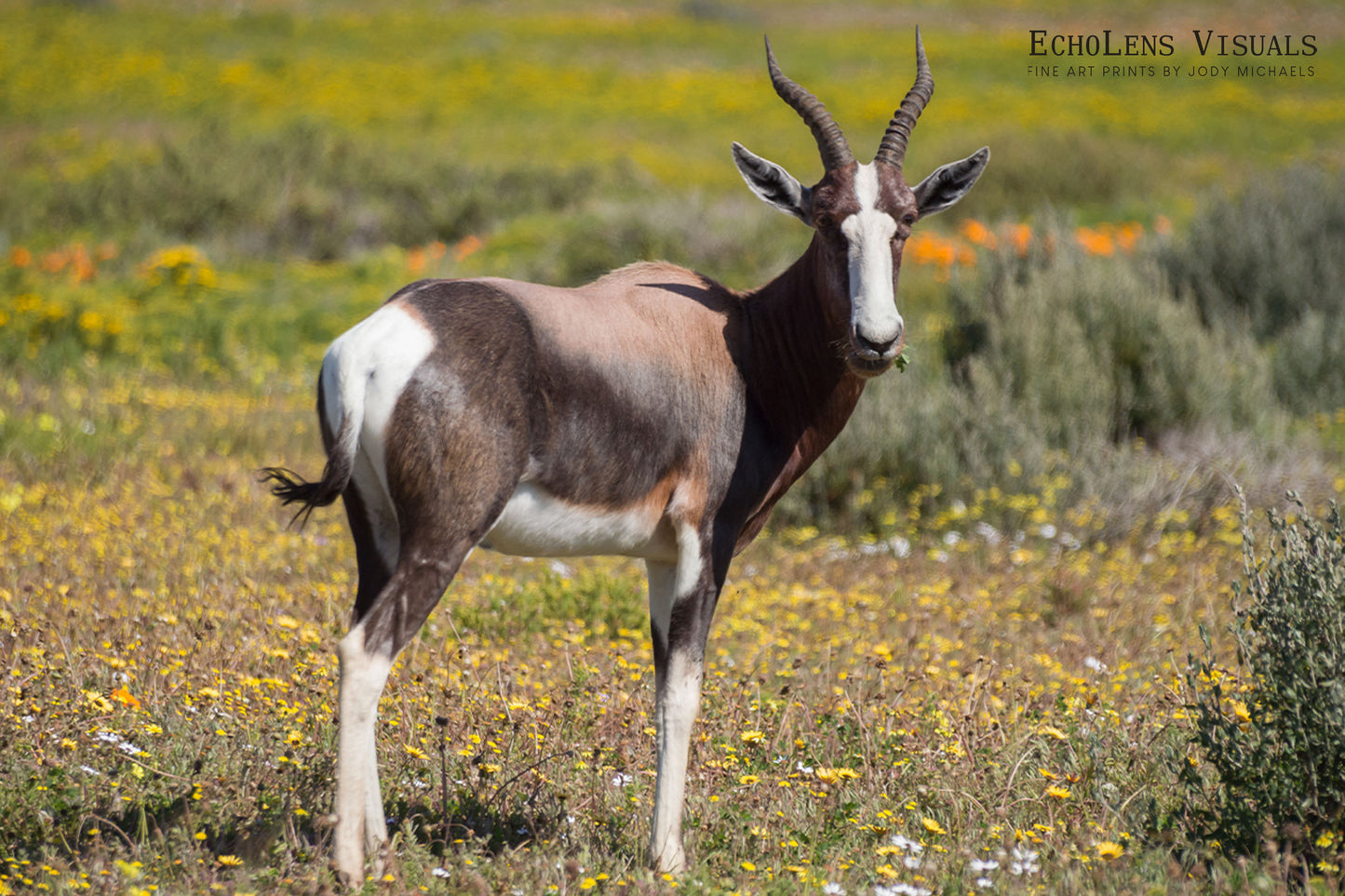 Bontebok