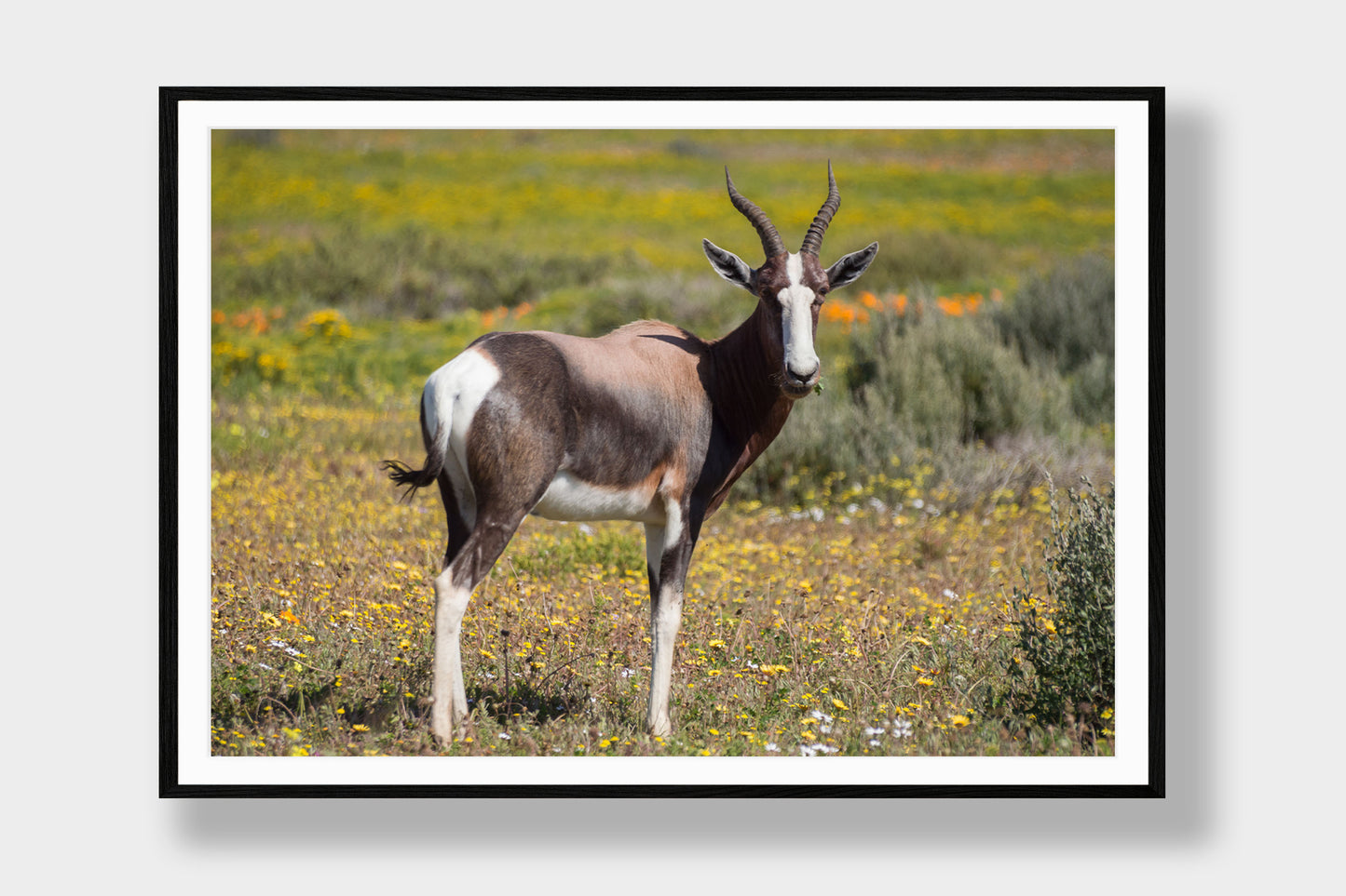 Bontebok