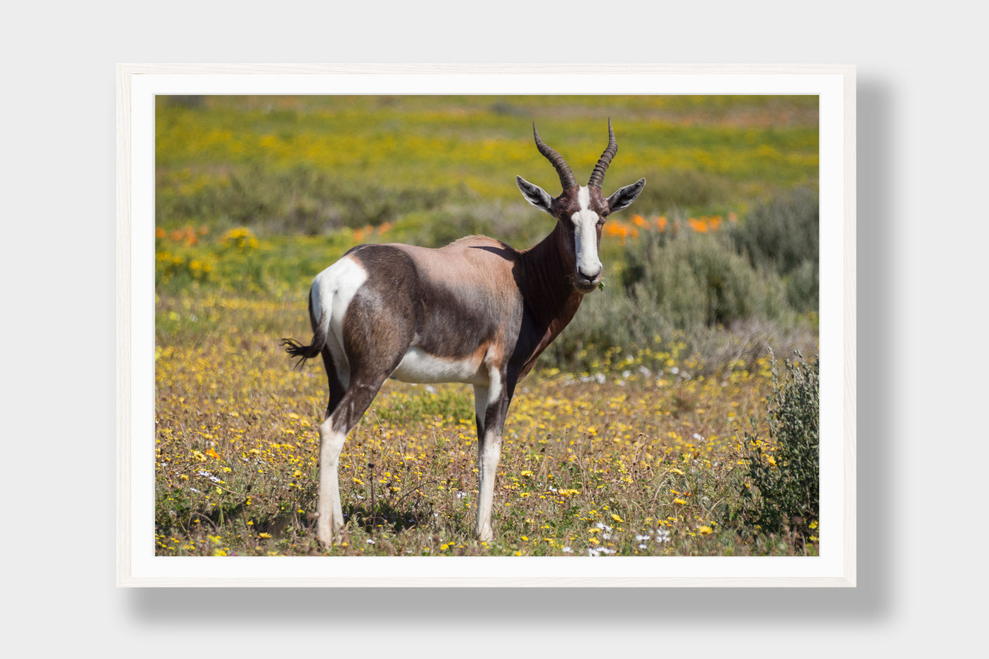 Bontebok