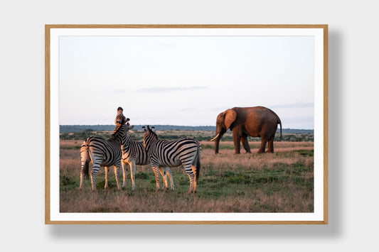 Between Stripes and Giants