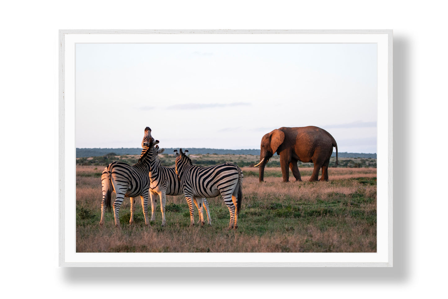 Between Stripes and Giants