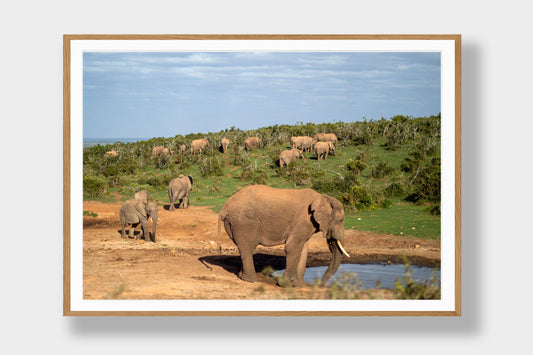 The Weight of the Herd